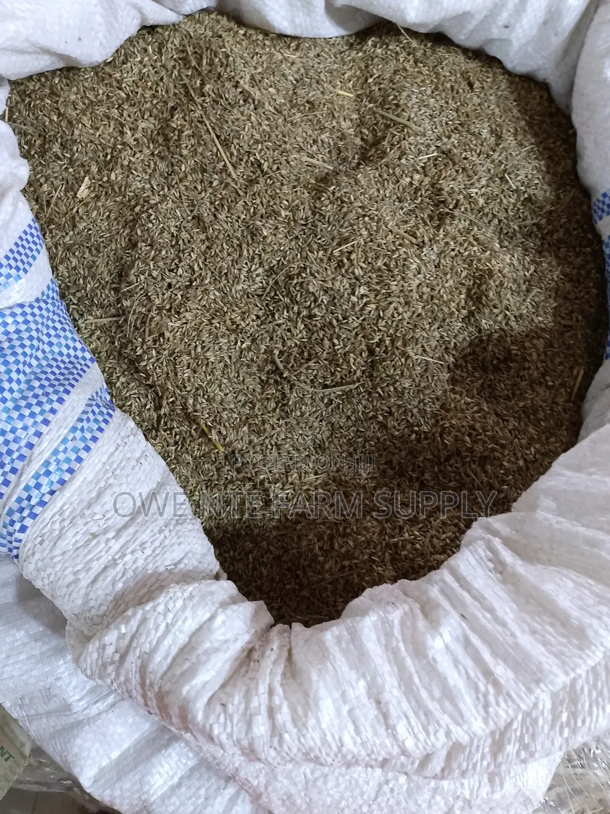 Chloris Ruminant Seeds