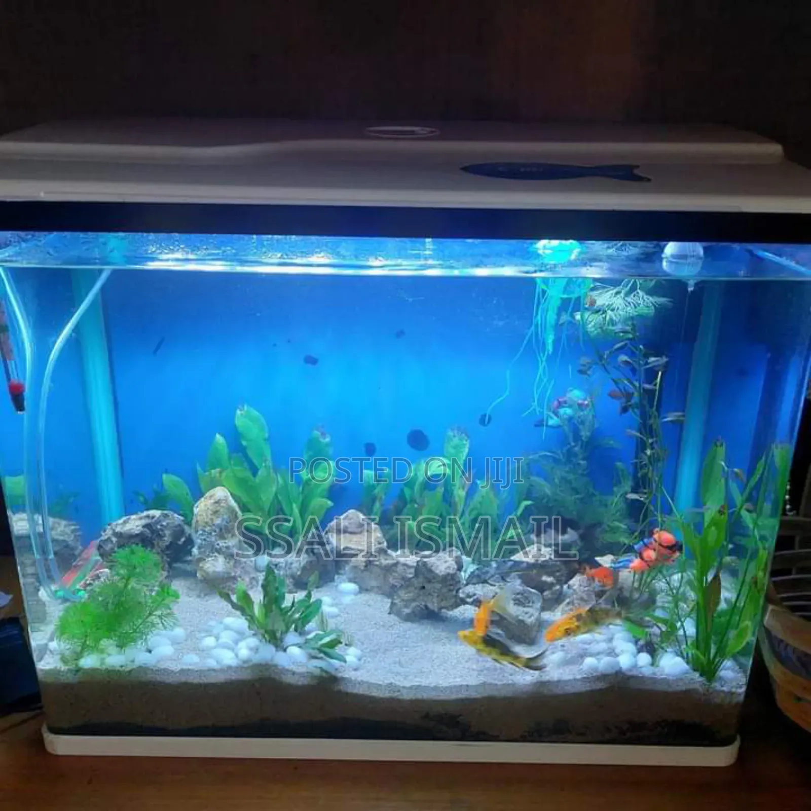 Simple and Precise Medium Size Aquarium