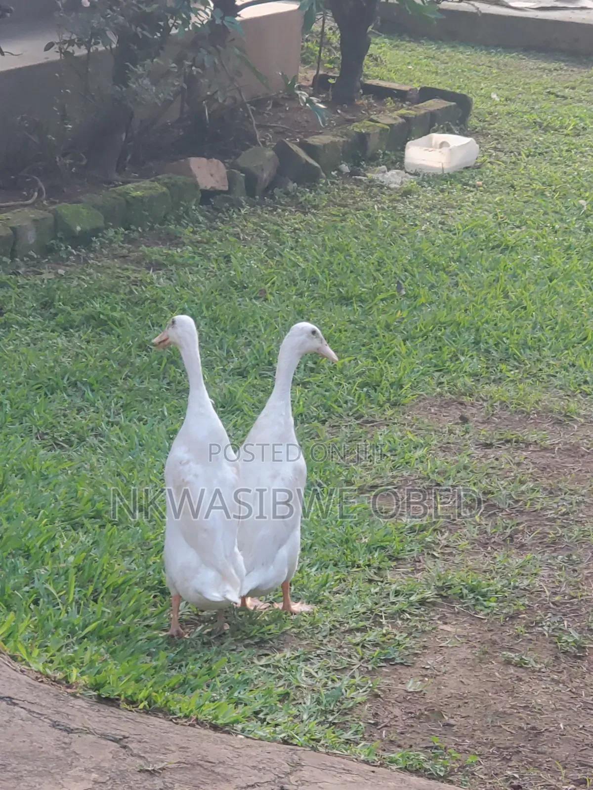 Indian Runner Ducks