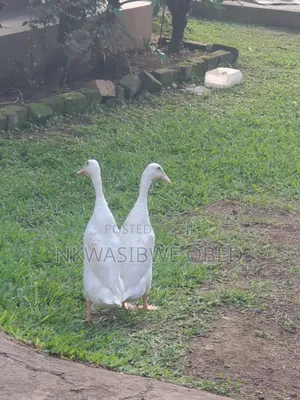 Indian Runner Ducks