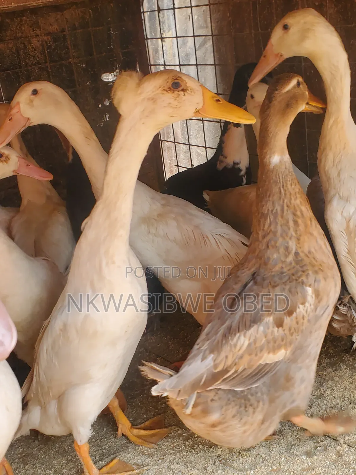 Indian Runner Ducks