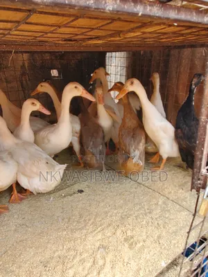 Indian Runner Ducks