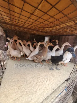 Indian Runner Ducks