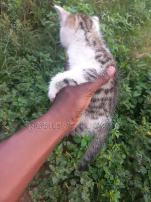 3-6 months Female Purebred American Bobtail
