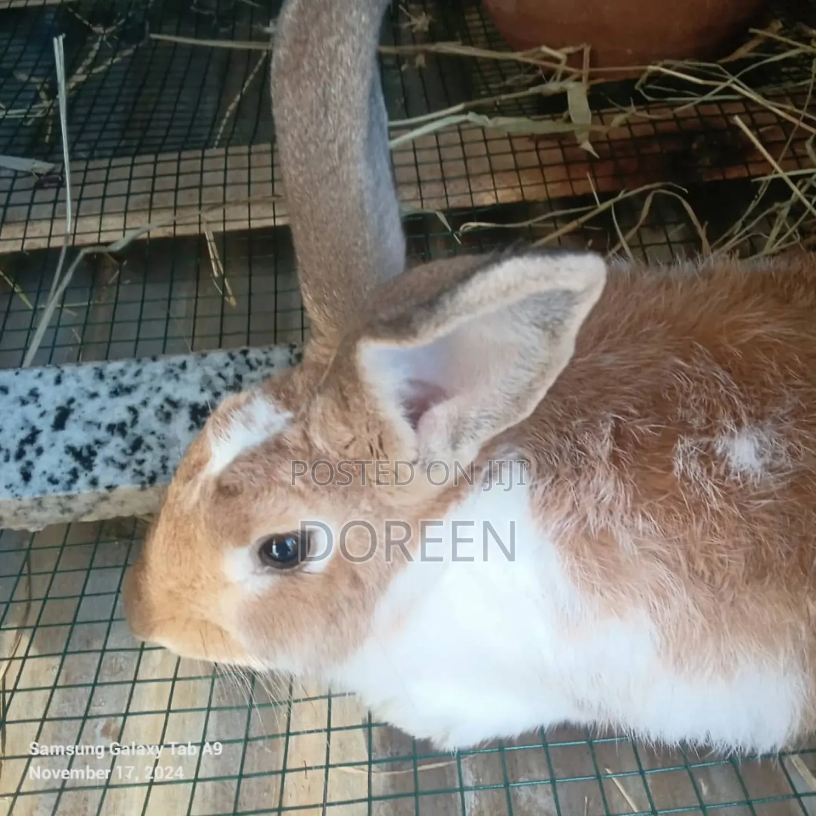 Rabbit Meat