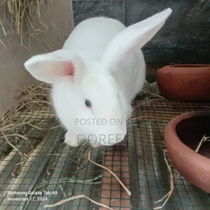 Rabbit Meat
