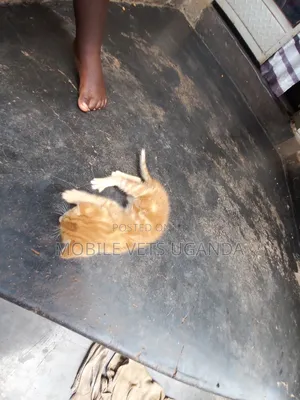 0-1 month Male Purebred Tabby