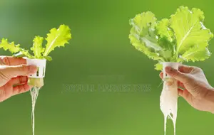 Hydroponics