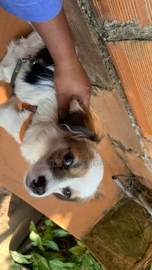 6-12 months Male Purebred Japanese Spitz