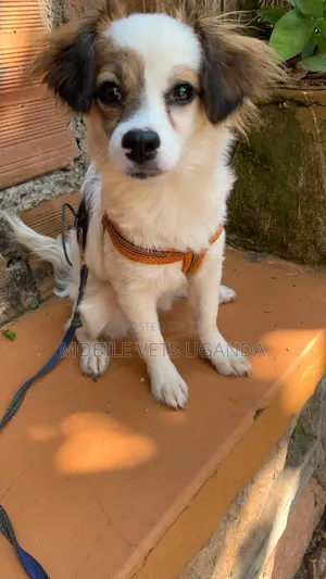 1+ year Female Purebred Japanese Spitz