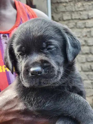 3-6 months Male Purebred Labrador Retriever