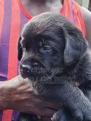 1-3 months Male Purebred Labrador Retriever