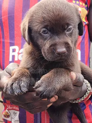 1-3 months Male Purebred Labrador Retriever