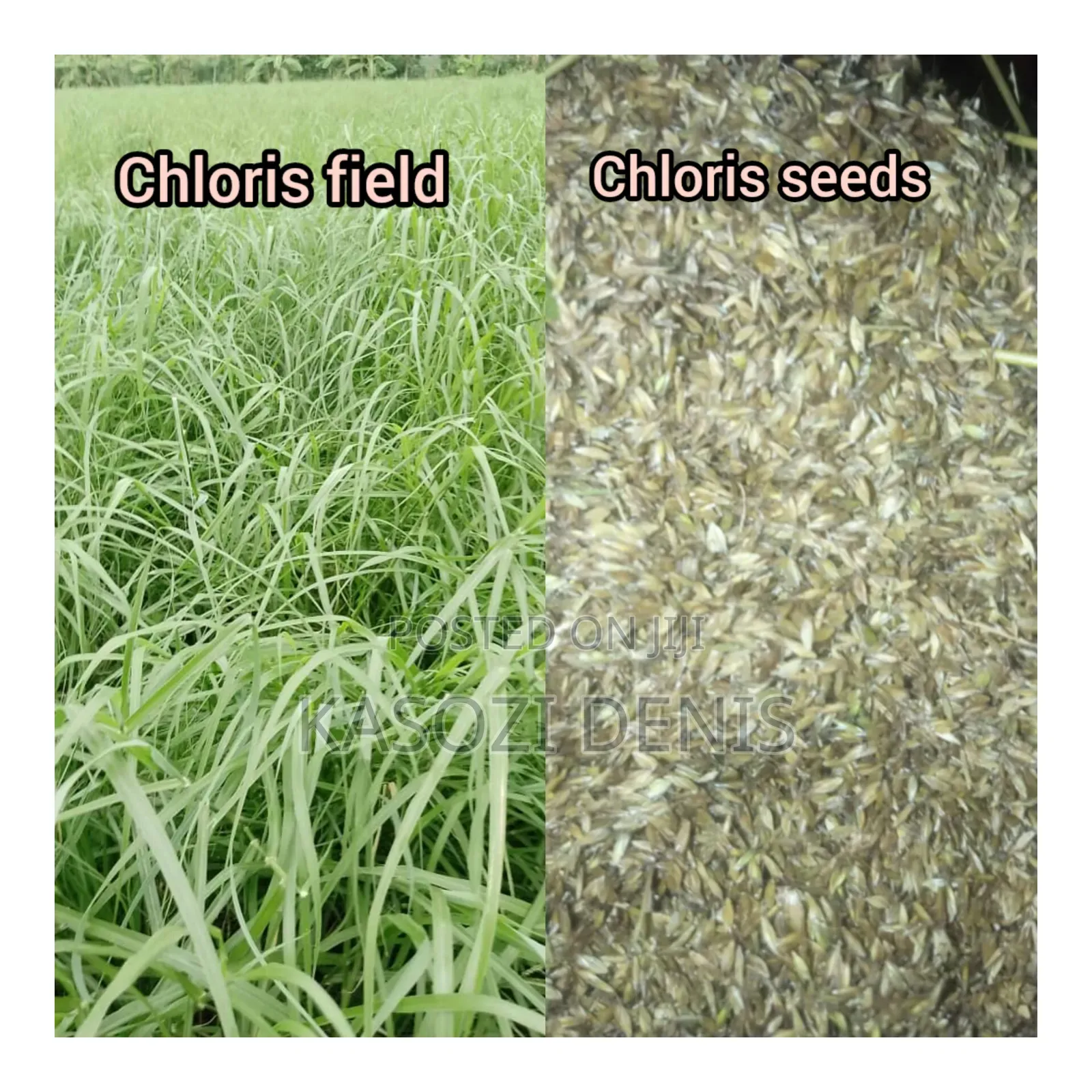 Chloris Gayana Seeds