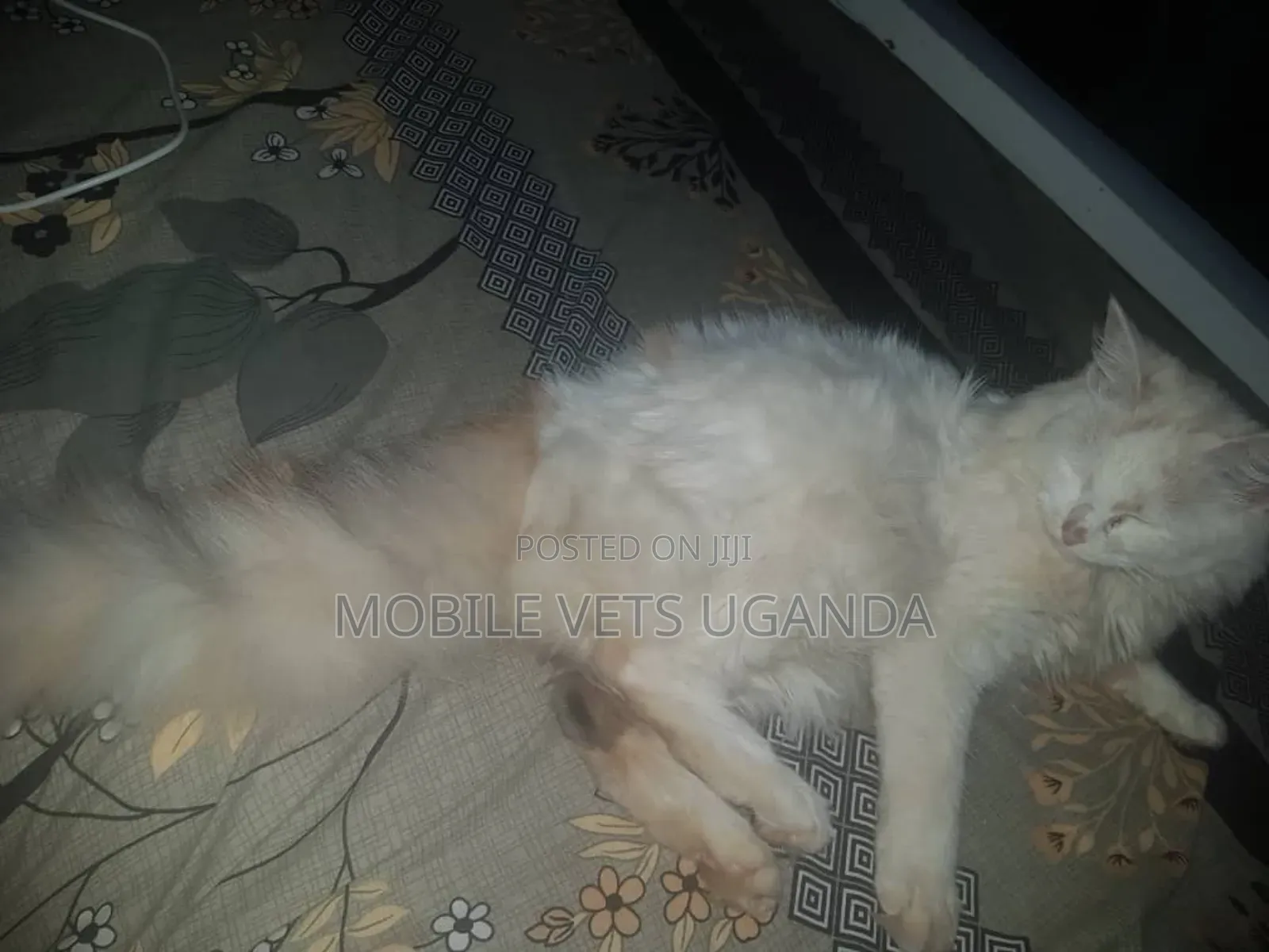 3-6 months Male Purebred Ragdoll