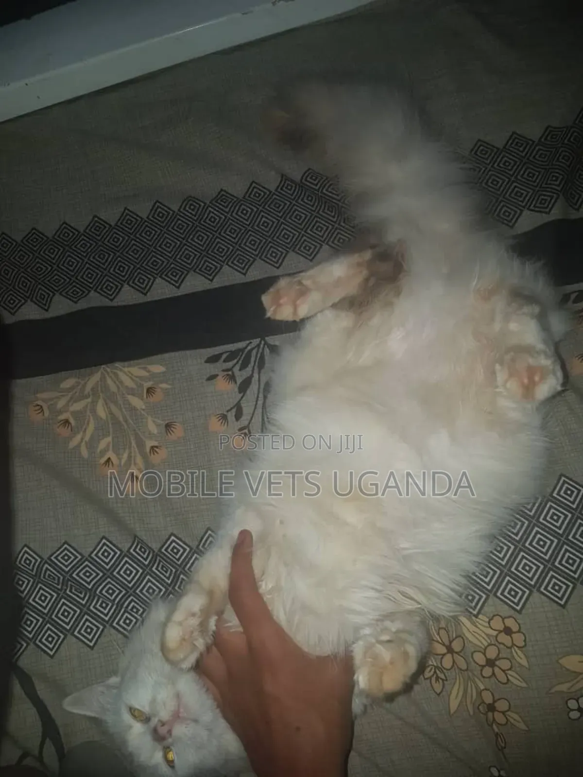 6-12 months Male Purebred American Curl