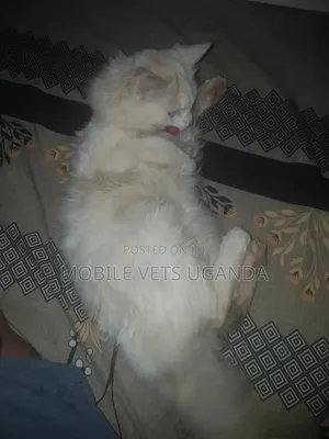 6-12 months Male Purebred Burmese