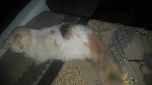 1+ year Female Purebred American Curl