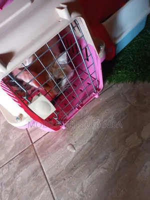 1-3 months Female Purebred Balinese
