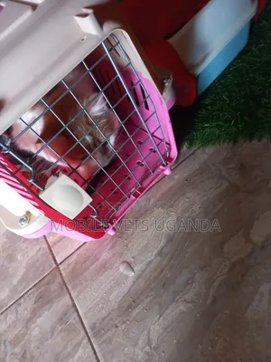 3-6 months Male Purebred Abyssinian