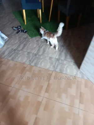 3-6 months Male Purebred American Shorthair