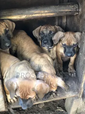 1-3 months Male Purebred Boerboel