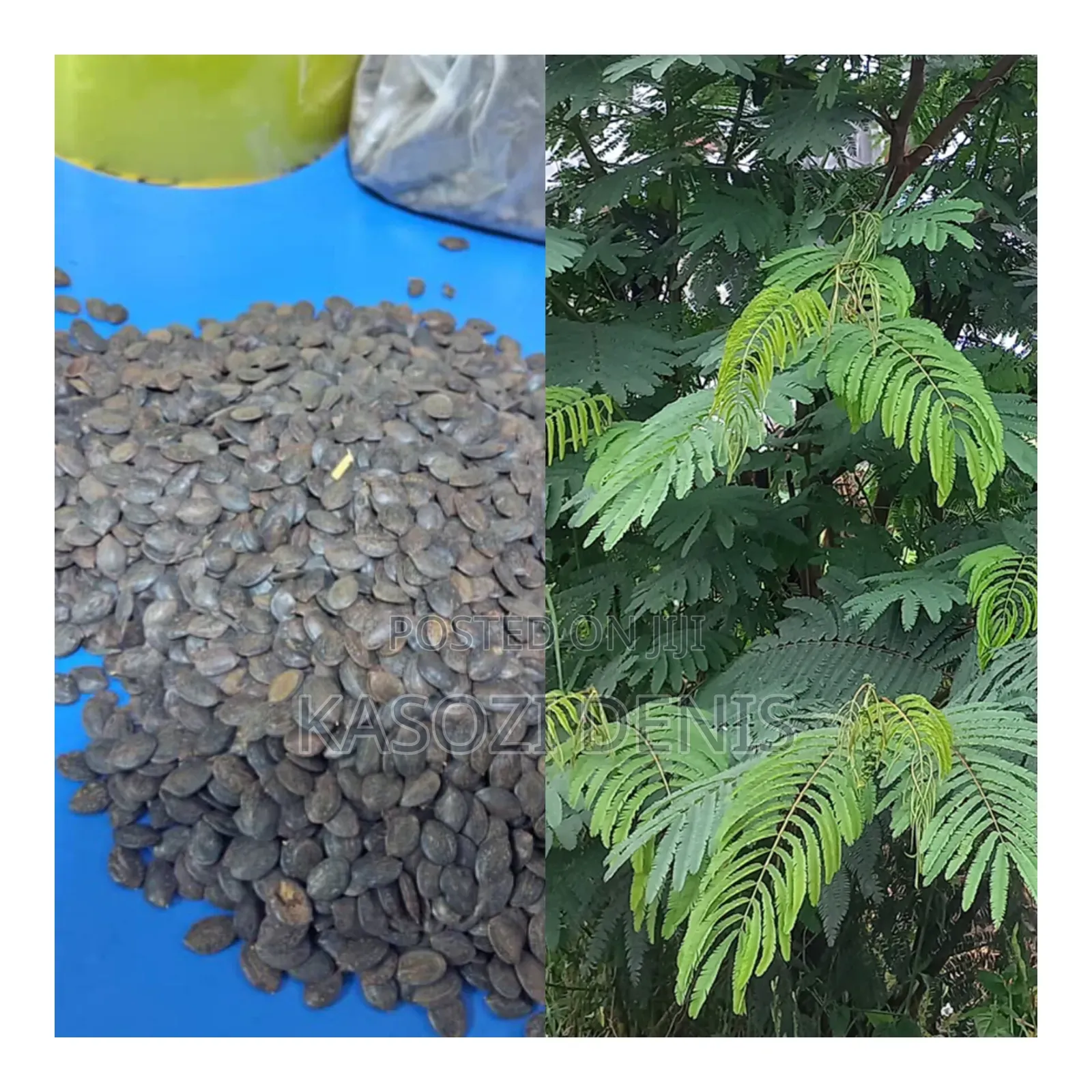 Calliandra Seeds