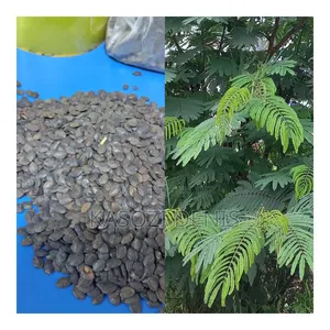 Calliandra Seeds
