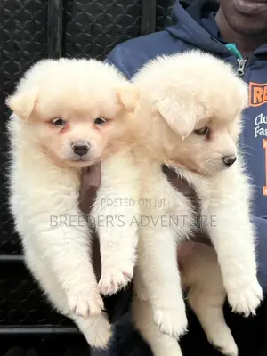 1-3 months Male Purebred Samoyed