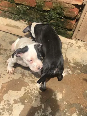 3-6 months Male Purebred American Pit Bull Terrier