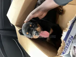 1-3 months Male Purebred Rottweiler