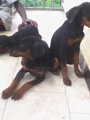 3-6 months Male Purebred Doberman Pinscher