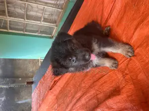 1-3 months Male Purebred German Shepherd