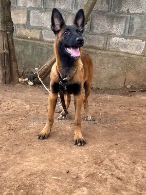 3-6 months Male Purebred Belgian Malinois