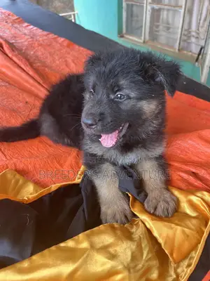 1-3 months Male Purebred German Shepherd