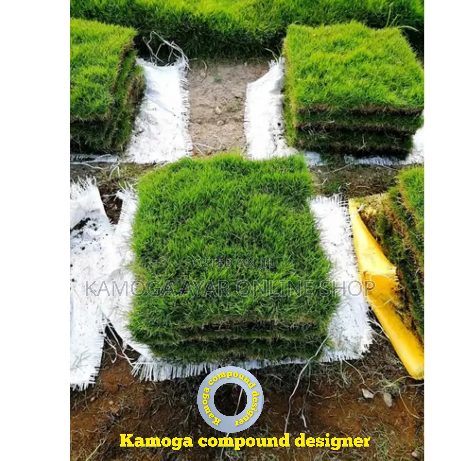 Hybrid Natural Paspalum Garden Grass