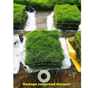 Hybrid Natural Paspalum Garden Grass