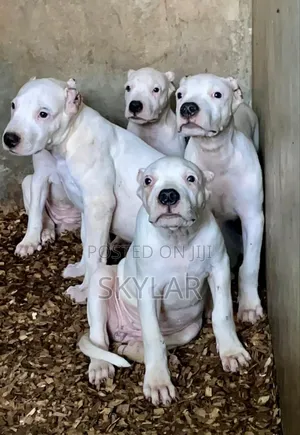 1-3 months Male Purebred Dogo Argentino