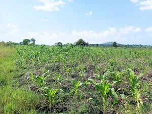 Quick Sale! 
#5acres for Sale Gayaza - Zilobw at 13m