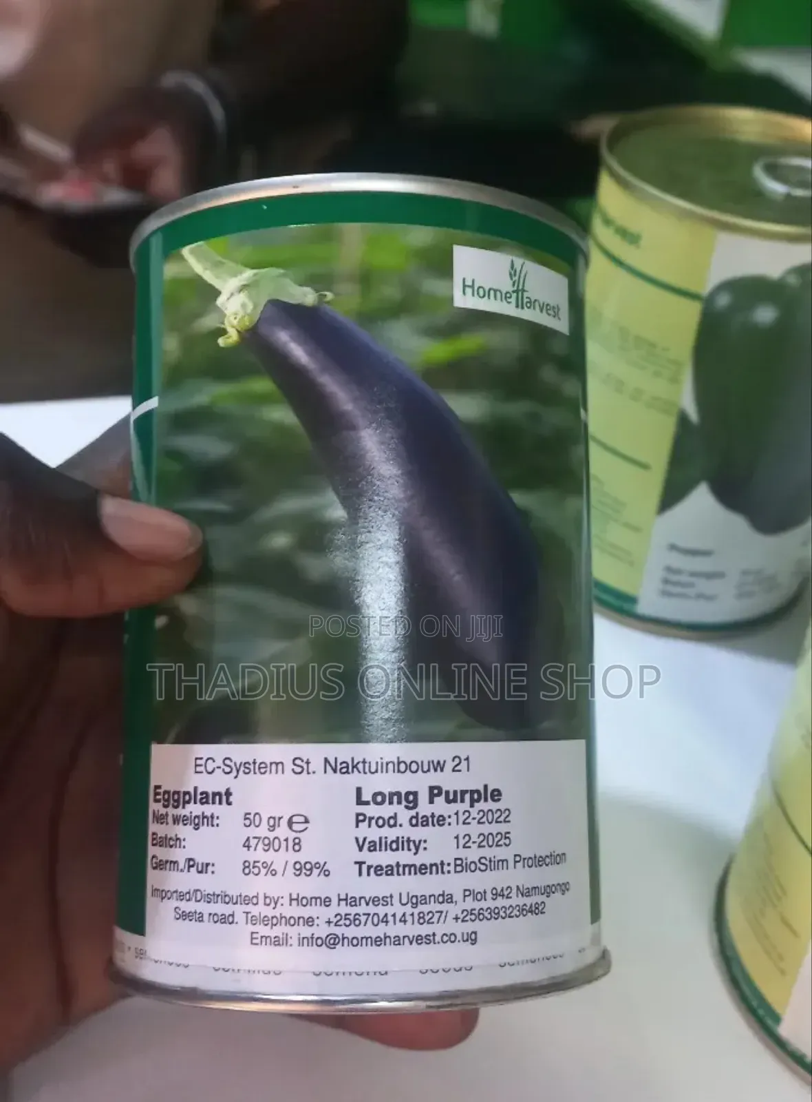 Long Purple Egg Plants Grow Seeds