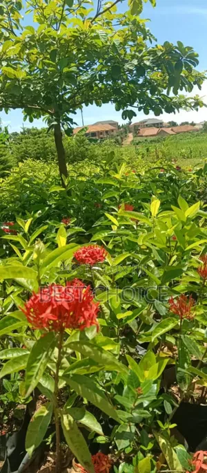 Nature's Beauty With the Best Flowers and Plants