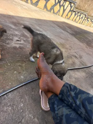 0-1 month Male Purebred German Shepherd