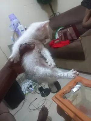 1-3 months Female Purebred American Wirehair
