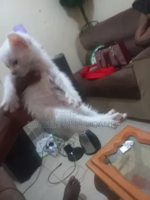 0-1 month Male Purebred British Shorthair