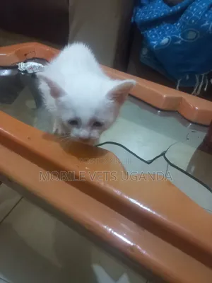 0-1 month Female Purebred Birman