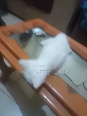 0-1 month Male Purebred Ragdoll