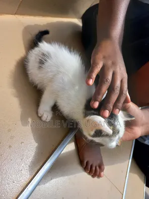 1-3 months Male Purebred Bombay