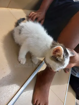 3-6 months Female Purebred Turkish Angora