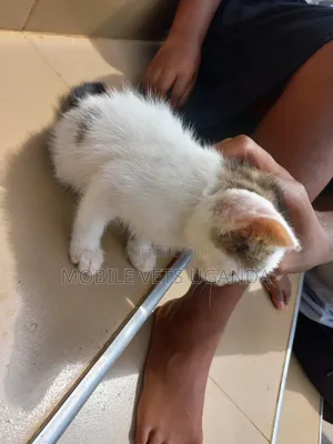 1-3 months Male Purebred Burmese