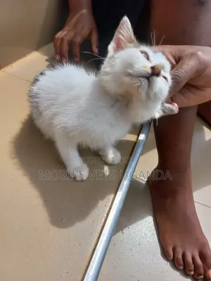 0-1 month Female Purebred Bombay